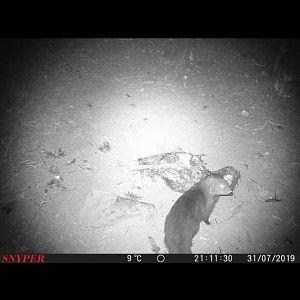 Mongoose Trail Cam Pictures South Africa