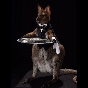 Wallaby Full Mount Taxidermy