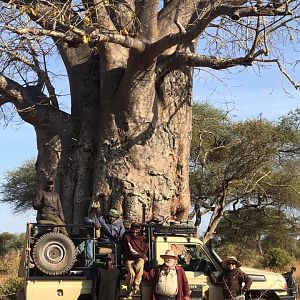 Baobab Tree Masailand Tanzania