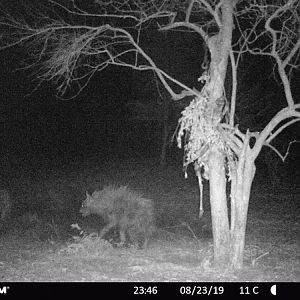 Zimbabwe Trail Cam Pictures Brown Hyena & Spotted Hyena