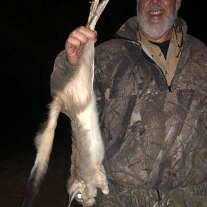 South Africa Hunt Spring Hare