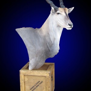 Eland shoulder mount pedestal on old-fashioned shipping crate