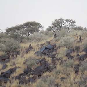 Baboons on a distant hill