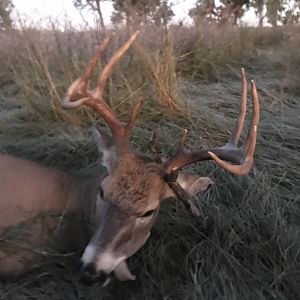 Hunting White-tailed Deer in USA