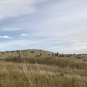 Deer in Wyoming USA