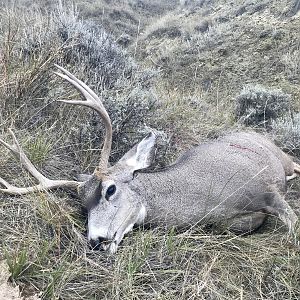 Hunt Mule Deer in Wyoming USA