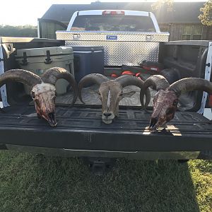 Hunting Aoudad in Texas