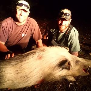 Hunting Bushpig in South Africa