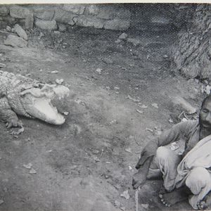Crocodile in Pakistan
