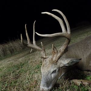 White-tailed Deer Hunting USA