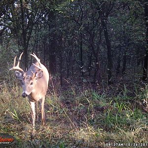 Trail Cam Pictures White-tailed Deer
