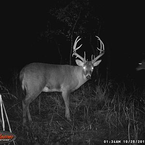 White-tailed Deer Trail Cam Pictures