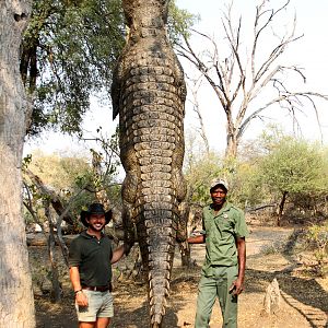 Hunting Crocodile in Namibia