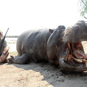 Namibia Hunting Hippo