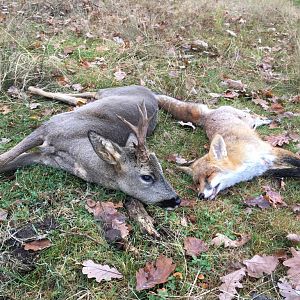 Germany Driven Hunt Boar & Fox