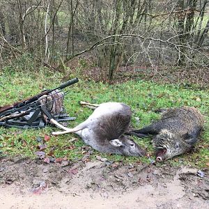 Deer & Boar Driven Hunt Germany