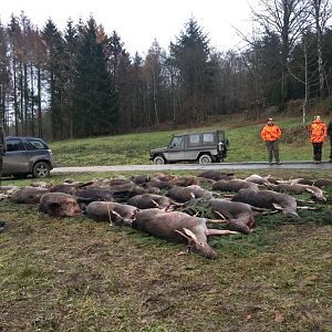 Driven Hunt Deer & Boar in Germany