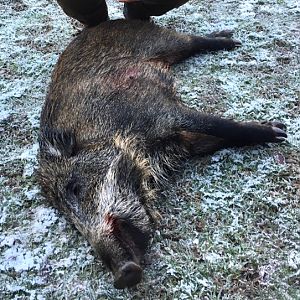 Sweden Driven Hunt Boar