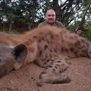 Hunting Spotted Hyena in Zimbabwe