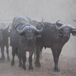 Buffalo Herd in the Sidinda Conservancy Zimbabwe