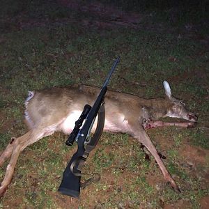 USA Hunt Deer