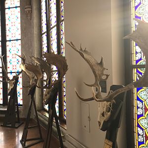 Hunting Museum in Budapest Hungary