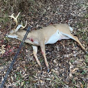White-tailed Deer Hunt Alabama USA