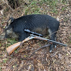 Alabama USA Hunting Hog