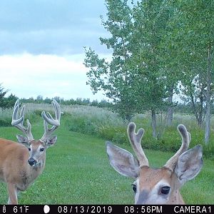USA Trail Cam Pictures Deer