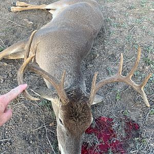 Texas USA Hunt White-tailed Deer