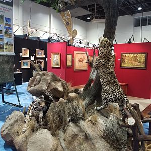 Leopard Full Mount Taxidermy at Safari Club International (SCI) Convention Reno 2020