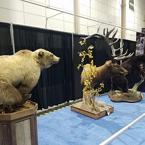 Bear & Elk Pedestal Mounts Taxidermy at Safari Club International (SCI) Convention Reno 2020