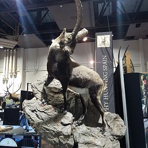 Ibex Full Mount Taxidermy at Safari Club International (SCI) Convention Reno 2020