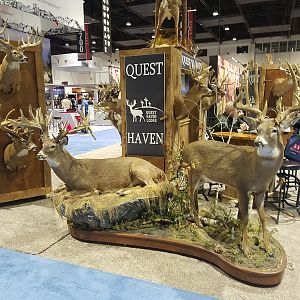 White-tailed Deer Full Mount Taxidermy at Safari Club International (SCI) Convention Reno 2020