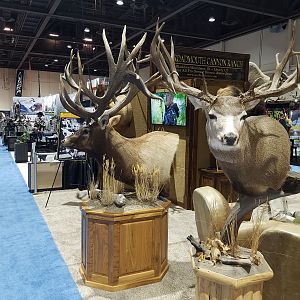 Elk & Mule Deer Pedestal Mounts Taxidermy at Safari Club International (SCI) Convention Reno 2020
