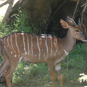 Nyala Youngster South Africa