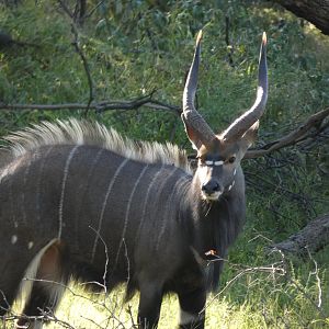 Nyala in South Africa