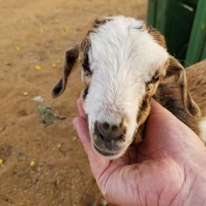 Baby Goat Zambia