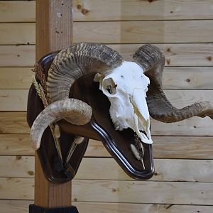 Merino Sheep European Skull Mount Taxidermy