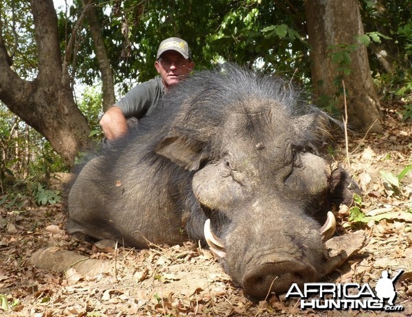 Hunting Giant Forest Hog In Central African Republic - My Photo Gallery