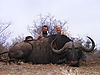 1-pro-hunter-jacques-julio-give-the-thumbs-up-to-a-fine-buffalo-bull-with-a-40-inch-spread.jpg