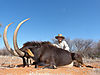 2-a-whopping-big-sable-bull-taken-by-brendon.jpg