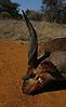 3-horned_Limpopo_Bushbuck.jpeg