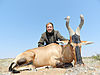 77-red-hartebeest-roberto.jpg