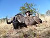 Black_Wildebeest1.jpg