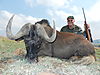 Black_Wildebeest2.JPG