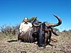 Blue_Wildebeest1_05-11-10.jpg