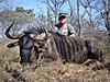 Blue_Wildebeest_2010.JPG