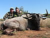 Blue_Wildebeest_Gilberto.JPG