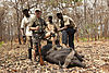 Central_African_savanna_buffalo.jpg